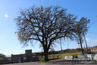 Quercia Marchesana